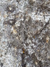 Gray Lichen Grows On A Stone Boulder