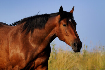 Wall Mural - Portrait of beautiful wild brown horse in profile against the sky.