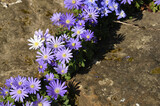 Fototapeta Kwiaty - Voll erblühte blaue Frühlingsanemonen
