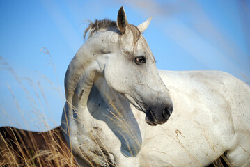 Wall Mural - A beautiful bay horse jumps in a field against a blue sky. The exercise of a sports horse. Stallion runs free