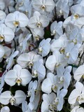 Fototapeta Kuchnia - In Japan we send orchids to celebrate the opening of a business venue.