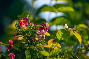 Wall Mural - Combretum indicum, also known as the Rangoon creeper, is a vine with red flower clusters which is native to tropical Asia.