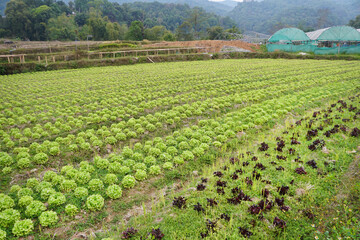 Wall Mural - Green Oak lettuce in the vegetable garden. Eco-friendly gardening.