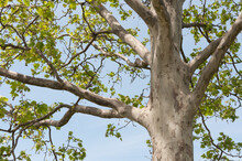Platanus × acerifolia or London plane tree on a blue sky