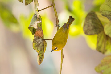 Sticker - Indian or oriental white eye on a tree