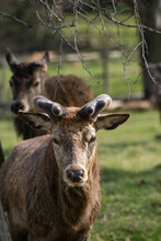 Photo Of A Male Red Deer With Short Stag In Richmond Park, London, UK