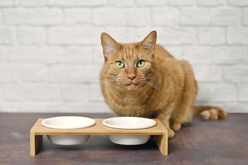 Wall Mural - Hungry ginger tabby cat beside a food dish looking to the camera and waiting for food.