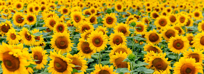 Wall Mural - Wide field with yellow sunflowers. Growing sunflowers