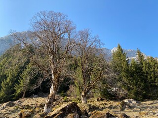 Wall Mural - Mixed subalpine forests and a variety of trees in early spring on the slopes of the alpine mountains around the Klöntal mountain valley (Kloental or Klon valley) - Canton of Glarus, Switzerland