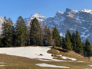 Wall Mural - Mixed subalpine forests and a variety of trees in early spring on the slopes of the alpine mountains around the Klöntal mountain valley (Kloental or Klon valley) - Canton of Glarus, Switzerland