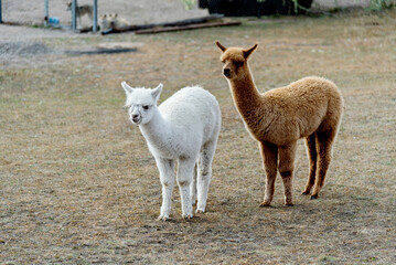 Alpacas on the grassland in autumn