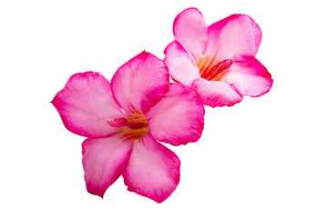 Sticker - pink oleander colors isolated