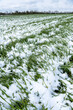 Champ de ray-grass recouvert de neige suite à la vague de froid du 1er avril 2022 sur le Nord de la France
