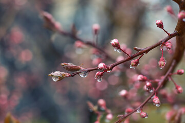 A branch of a blooming peach tree on a blurry blue-pink background. Fresh pink peach tree buds after the rain. Spring background with delicate flowers