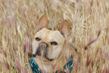 Foxtail Plants Can Be Risky For Dogs. French Bulldog In Foxtail Field In Northern California.