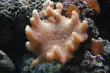 Fototapeta  - anemones in the aquarium