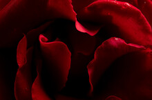A Macro Photograph Close Up Of The Red Petals Of A Scarlet Red Rose  With Beautiful Shading And Patterns