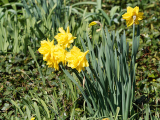 Canvas Print - (Narcissus 'Golden Ducat')  Groupe de Narcisses ou jonquilles 'Golden Ducat'  à grosses fleurs rondes élancées à rangées de pétales à multiples couronnes intercalées en coupe sur tiges solides