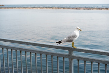 Wall Mural - seagull on a metallic barrier fence by the lake (with breakwater)