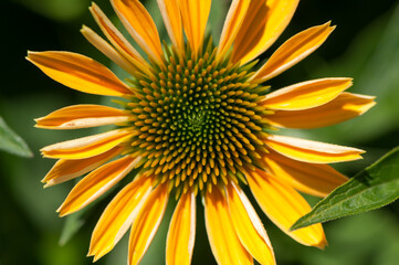 Wall Mural - yellow coneflower close up