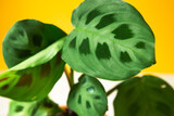 Fototapeta  - Beautiful maranta leaves with an ornament on a yellow background close-up. Maranthaceae family is unpretentious plant. Copy space. Growing potted house plants, green home decor, care and cultivation