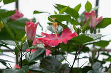 Hibiscus Plant With Deep Pink Blossoms