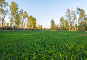 Wall Mural - spring agricultural field sown with grain crops surrounded by trees in the early morning