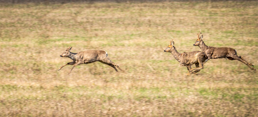 Wild deer are jumping very fast across the field