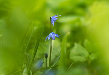 Wall Mural - the first spring flowers, scilla in the sunlight among the grass close-up