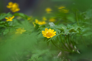 Wall Mural - the first spring wild flowers are yellow in close-up on a green background