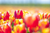 Fototapeta Tulipany - Blooming colorful Dutch yellow red tulips flower field under a blue sky.