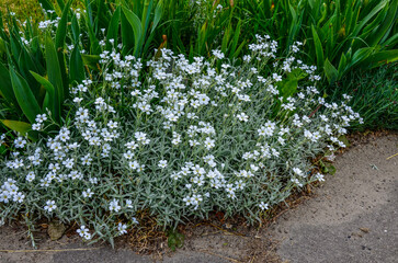 Canvas Print - Cerastium tomentosum in bloom. Pretty small white flowers