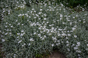 Canvas Print - Cerastium tomentosum in bloom. Pretty small white flowers