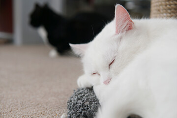 Wall Mural - Sleeping White Cat At Home