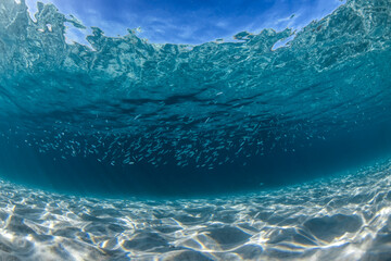 Wall Mural - Underwater paradise, Jervis Bay, Australia