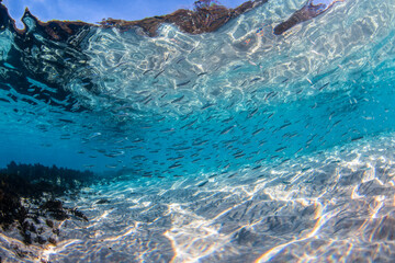 Wall Mural - Underwater paradise, Jervis Bay, Australia