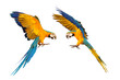 Colorful macaw parrots flying isolated on white.