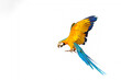 Colorful macaw parrots flying isolated on white.