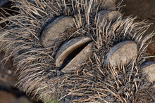 The Seedpod Of Banksia Serrata, An Australian Plant,  Resembling The Face Of A Hairy Old Man, Close-up And Macro Reavealing The Pod Structures, Some Are Open And Others Are Closed