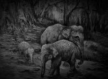 Art Painting Oil Color Elephant Family Thailand , Nature , Countryside , Rural , Black And White , Monochrome