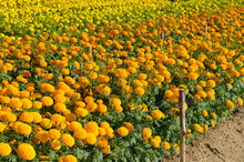 American Marigold Or Tagetes Erecta At Garden