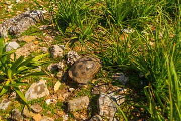 Poster - KAUNOS, DALYAN, TURKEY: The turtle walks along the stone in the ancient city of Kaunos.