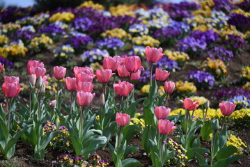 Canvas Print - Tulip flowers in full bloom in the flower garden of the botanical garden. 