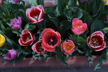 Sticker - Tulip flowers in full bloom in the flower garden of the botanical garden. 