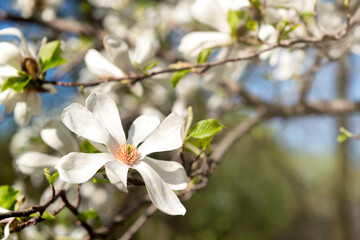 Canvas Print - White magnolia flower, sunny day garden