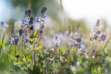 Wall Mural - Blue wildflowers in the meadow