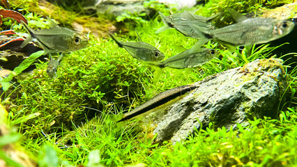 Wall Mural - Costae Tetra (Moenkhausia costaea) with Siamese Algae-eater (Crossocheilus oblongus) in the green aquarium