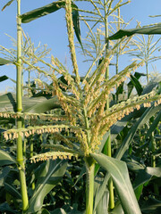 とうもろこし味来種の花畑 深谷市岡部 Corn flavored varieties Okabe, Fukaya