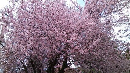 Hungarian sakura, blooming blood plum trees in the countryside.