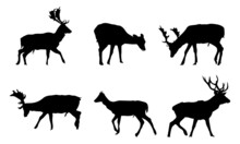 Collection Of Graphic Black Silhouettes Of Wild Deers Male, Female, And Roe Deer.